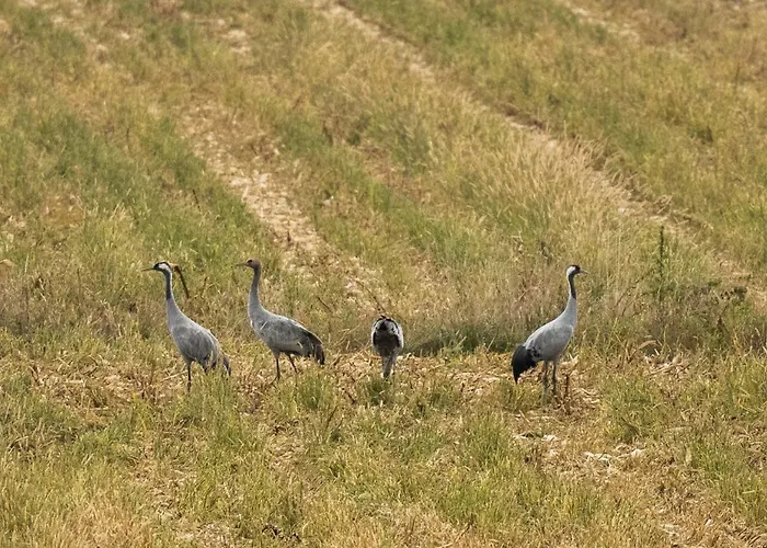 Chatrou Chatelraould-Saint-Louvent