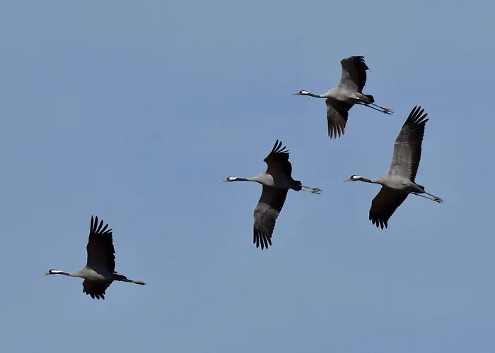 Апартаменты Chatrou